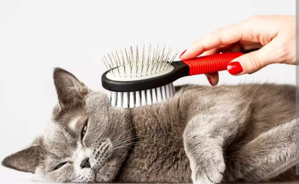 Brush Your Cat Every Day