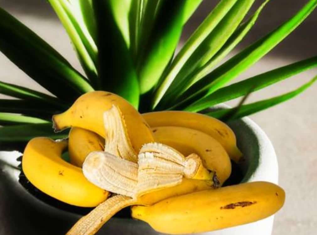 Health Benefits of Banana Peels