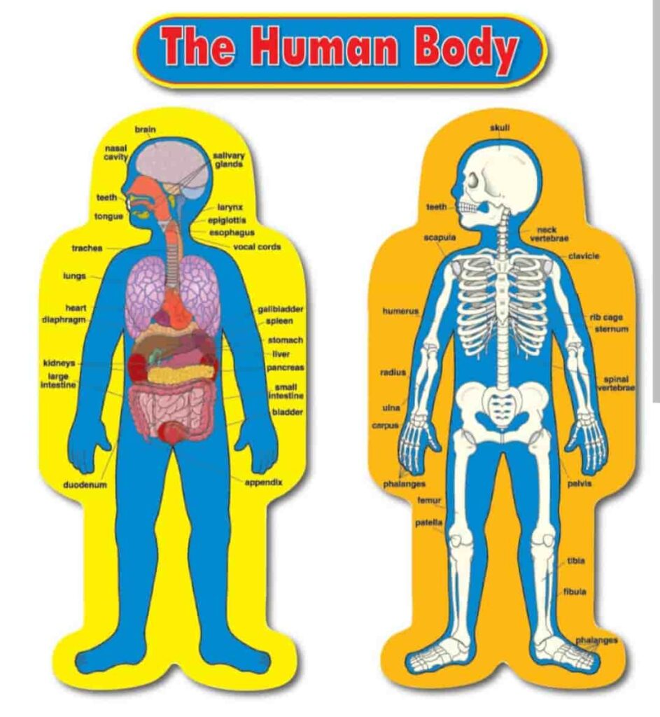 Child-Size Human Body Bulletin Board Set Grade PK-5